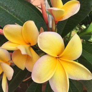 Meet your Posher, Yolanda